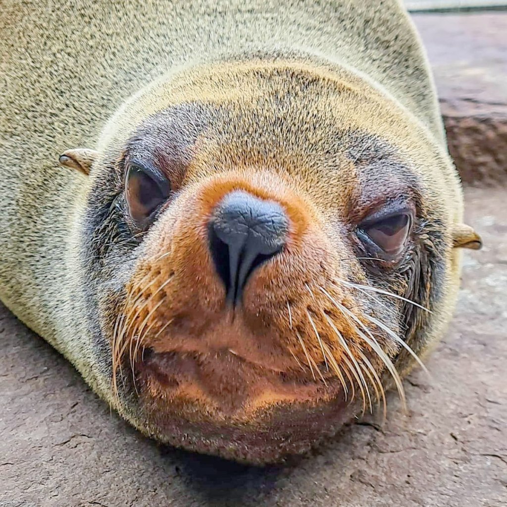 Zoo Dortmund Seebär Ronja