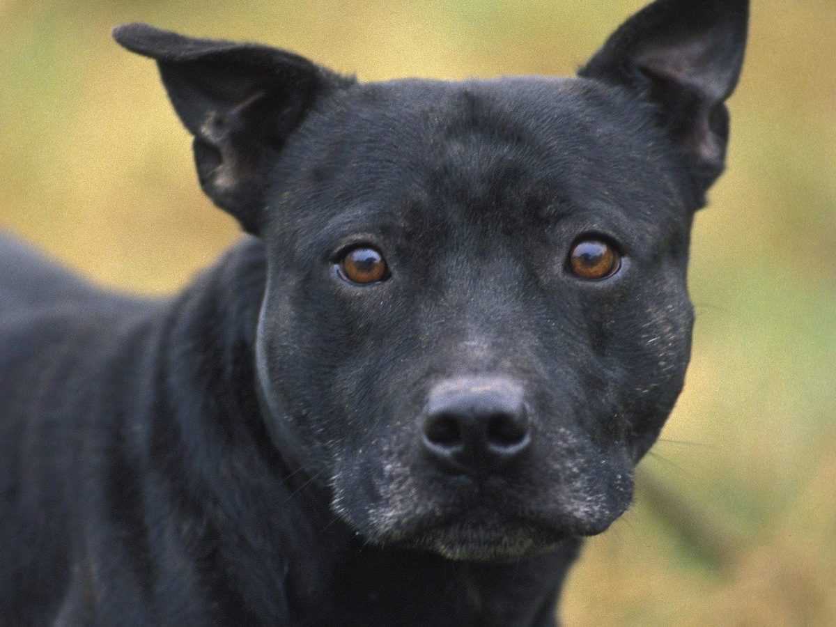 Hunde sind soziale Tiere. Die Besitzer sind meist das Wichtigste im Leben der treuen Vierbeiner. Umso schlimmer ist es für sie, wenn sie ungewollt sind. Fellnase Maddy hat eine Heldenreise hinter sich und sucht nun ein neues Heim.