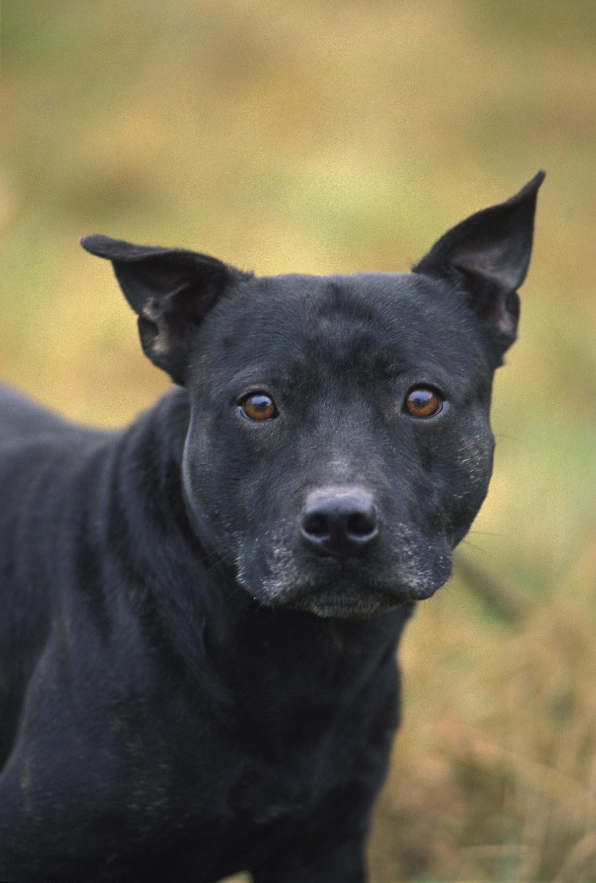 Hunde sind soziale Tiere. Die Besitzer sind meist das Wichtigste im Leben der treuen Vierbeiner. Umso schlimmer ist es für sie, wenn sie ungewollt sind. Fellnase Maddy hat eine Heldenreise hinter sich und sucht nun ein neues Heim.