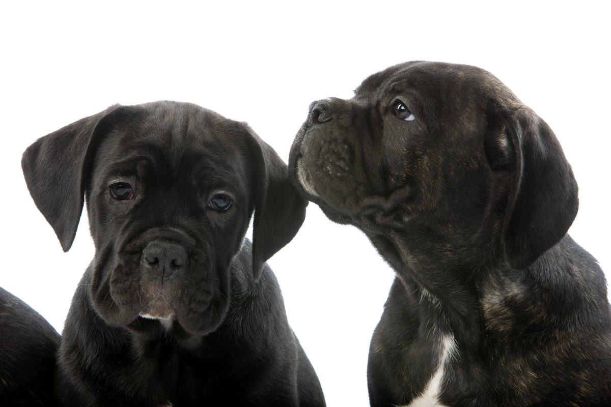 Ein Tierheim NRW muss todkranke Hunde-Welpen aufnehmen. Der Grund fÃ¼r die Krankheit der Hunde zerreiÃŸt allen das Herz.
