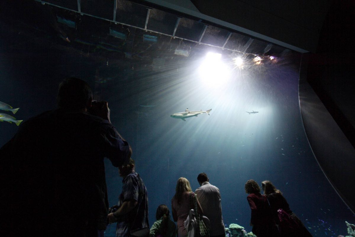 Besucher beobachten Fische in Tropen-Aquarium im Tierpark Hagenbeck in Hamburg-Stellingen