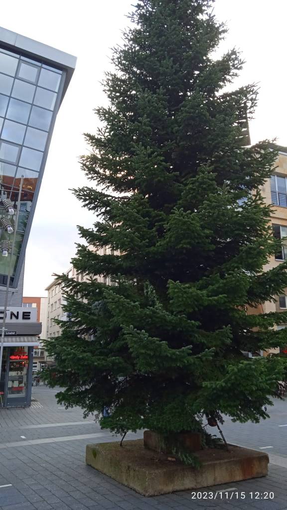 Die Weihnachtstanne in Mülheim.