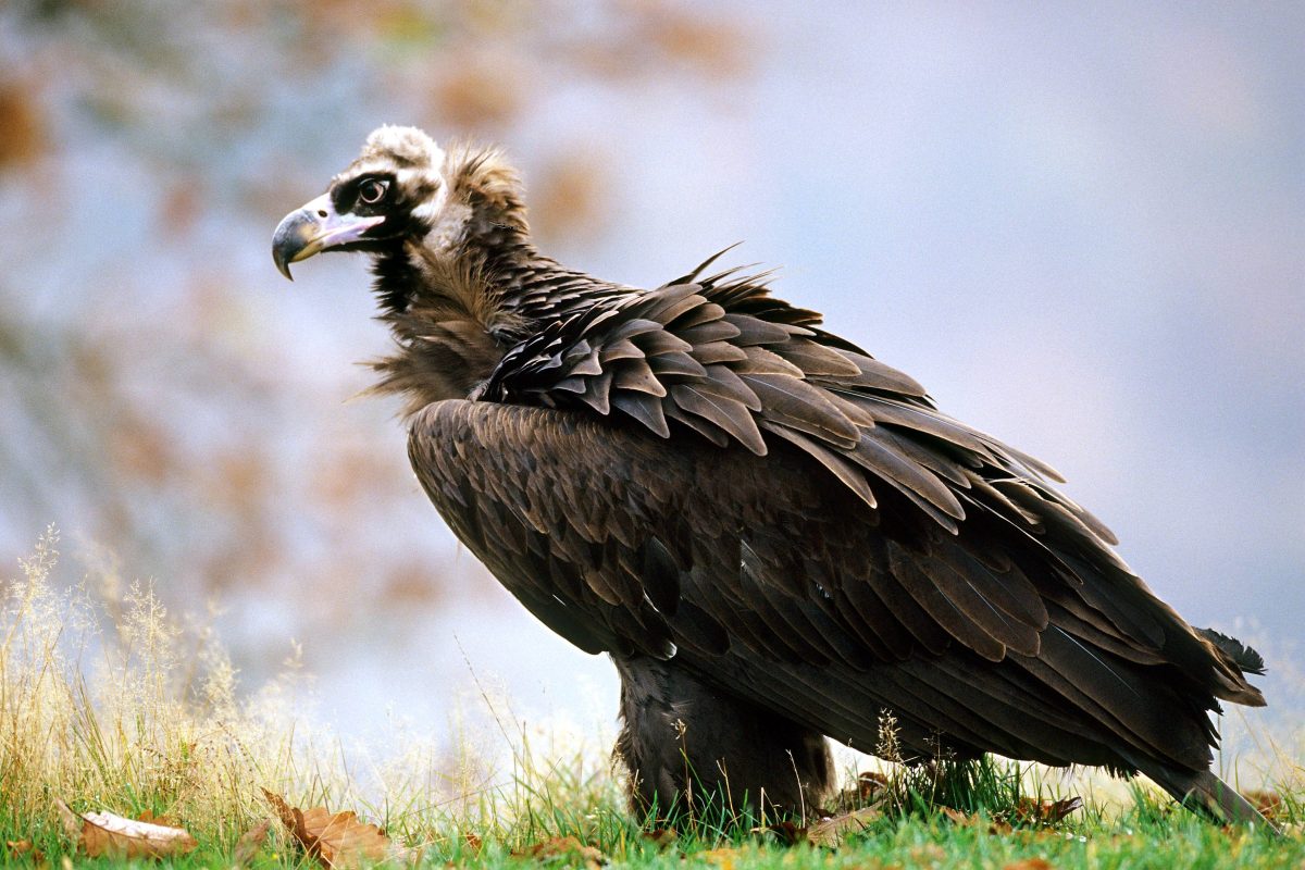 Bochum Tierpark