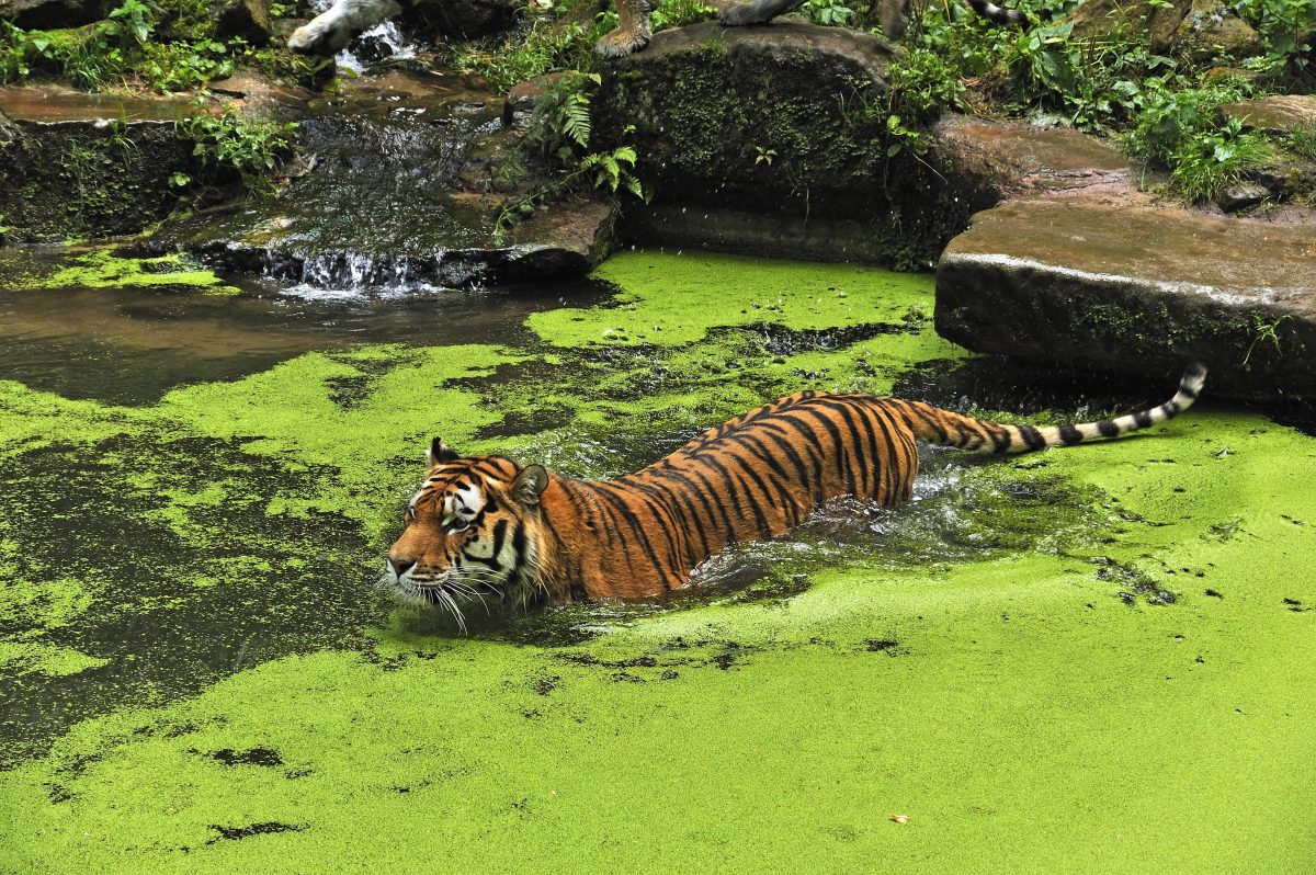 Zoo in NRW: Stadtwerke stampfen beliebtes Angebot ein