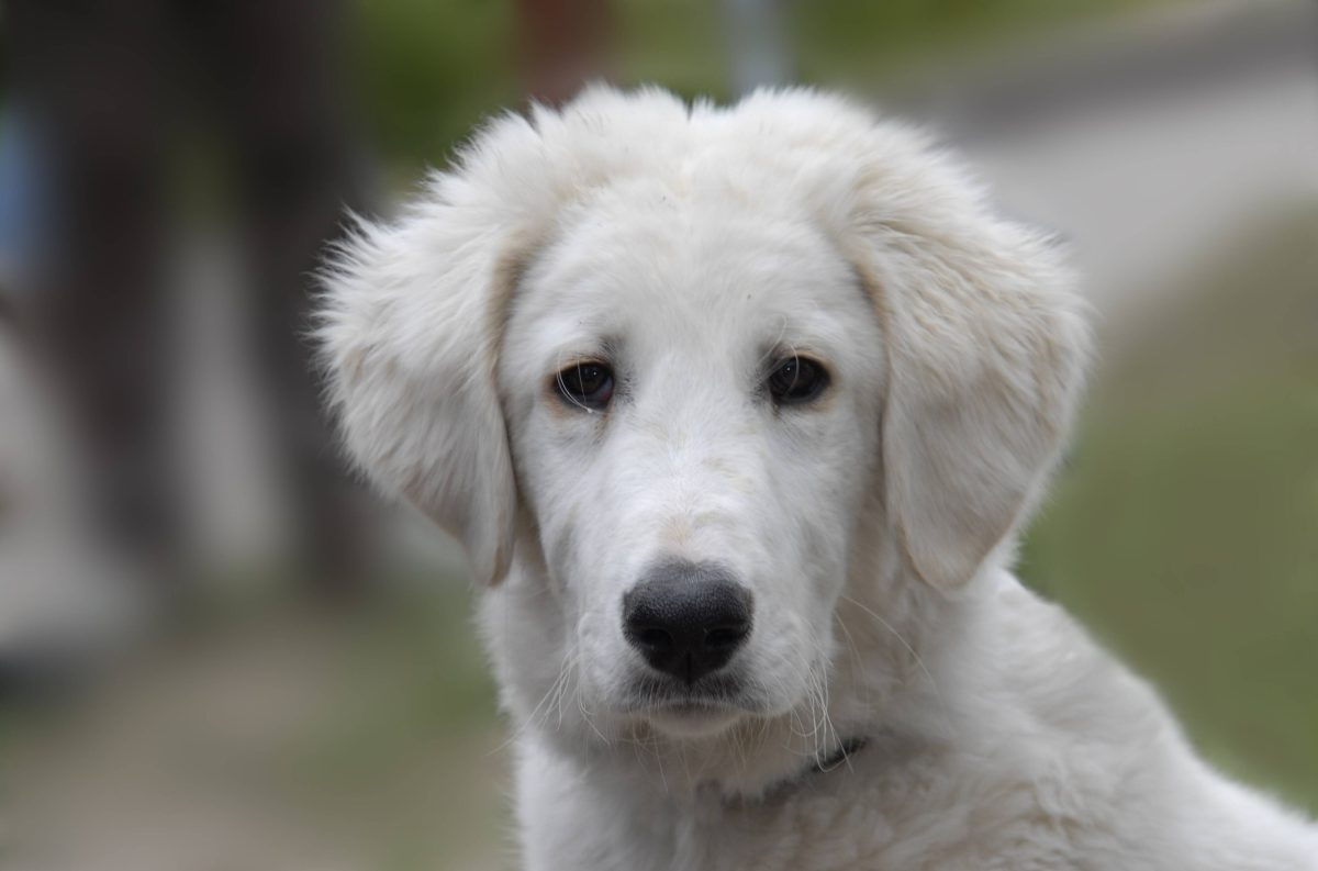 Tierheim in NRW rettet Hund aus lebensgefährlichem Zustand.