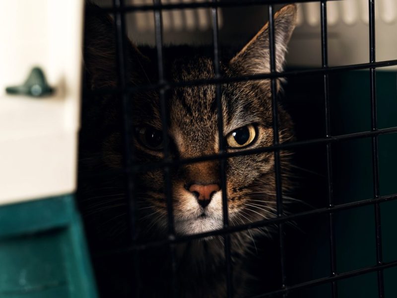 Katze in NRW ausgesetzt – hinterlassener Zettel lässt Tierheim toben: „Herzlos“