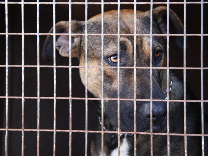 Tierheim in NRW warnt eindringlich vor Hund – „Am besten großen Bogen machen“