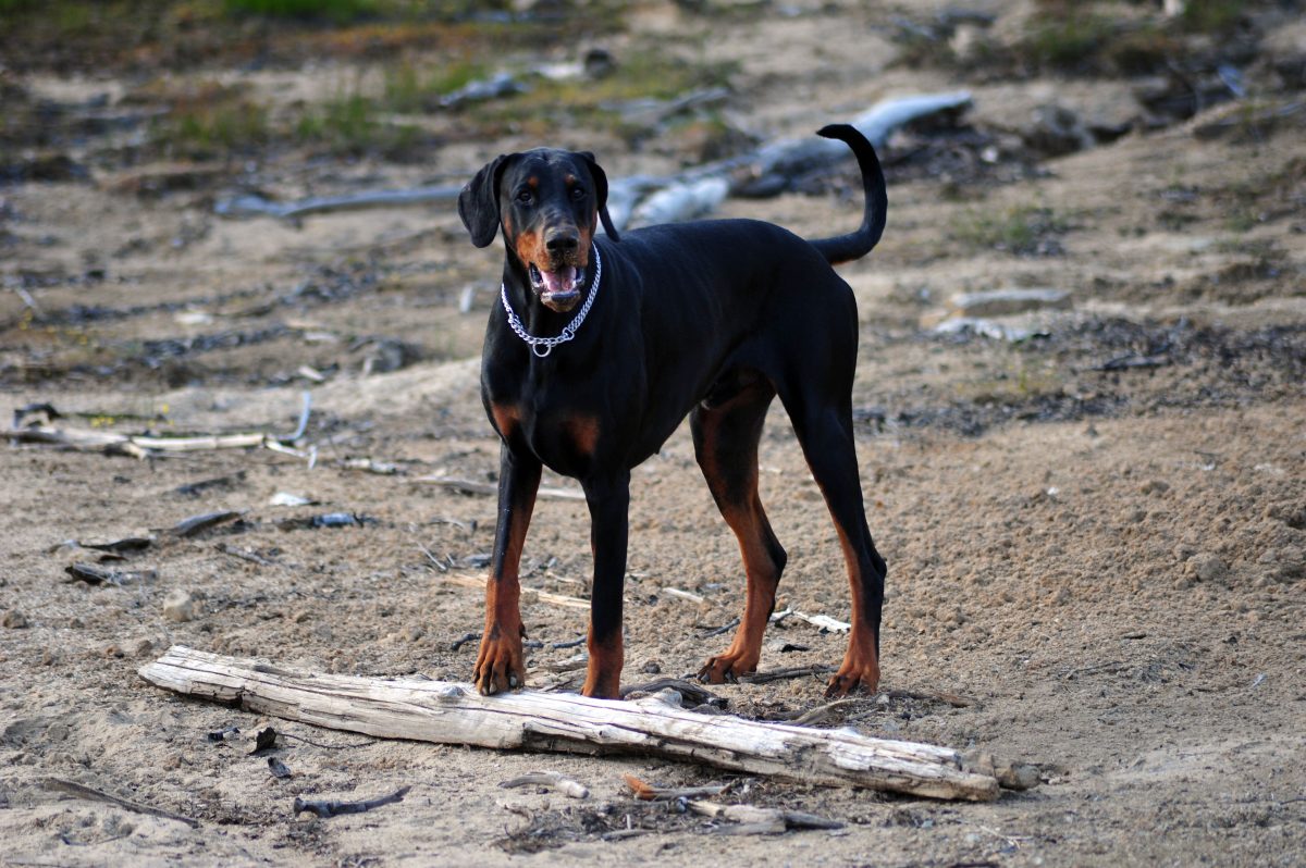 Hund in NRW: Zwiebel findet über "Tiere suchen ein Zuhause" einen neuen Besitzer.