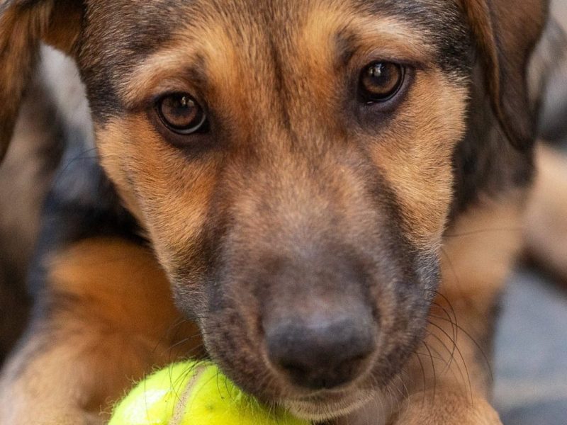 Tierheim in NRW trauert um geliebten Hund – „Es tut so weh“