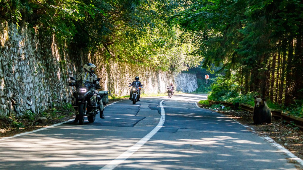 Ein Bär sitzt am Straßenrand und beobachtet vorbeifahrende Motorradfahrer in Rumänien.