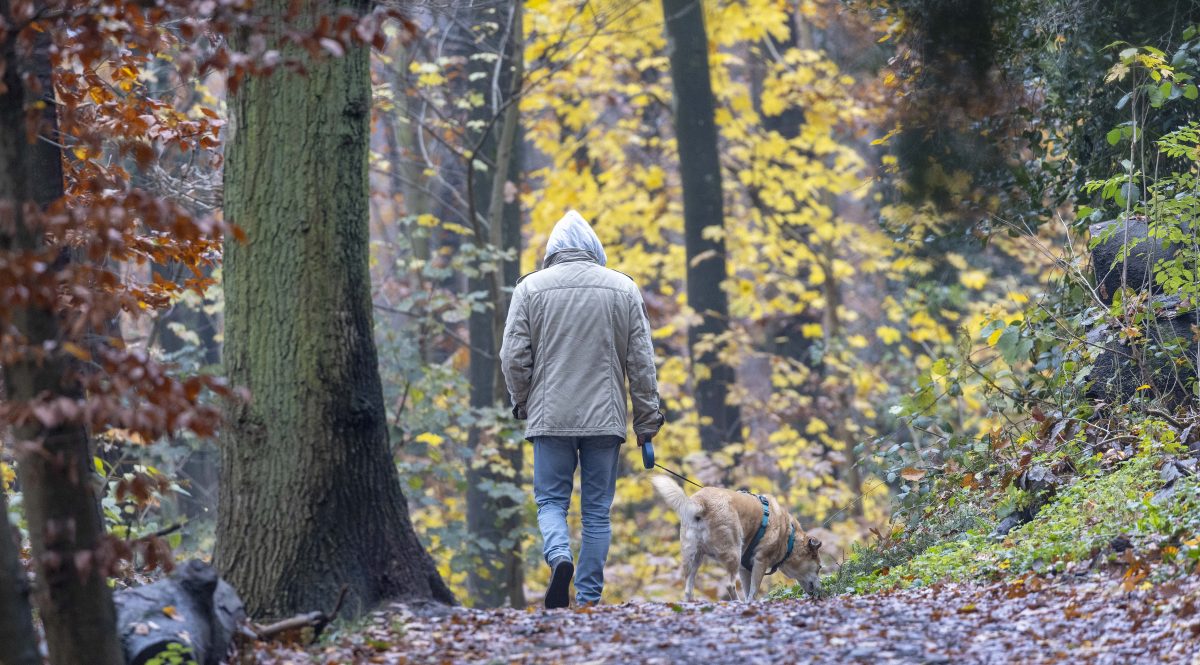 Hund in NRW