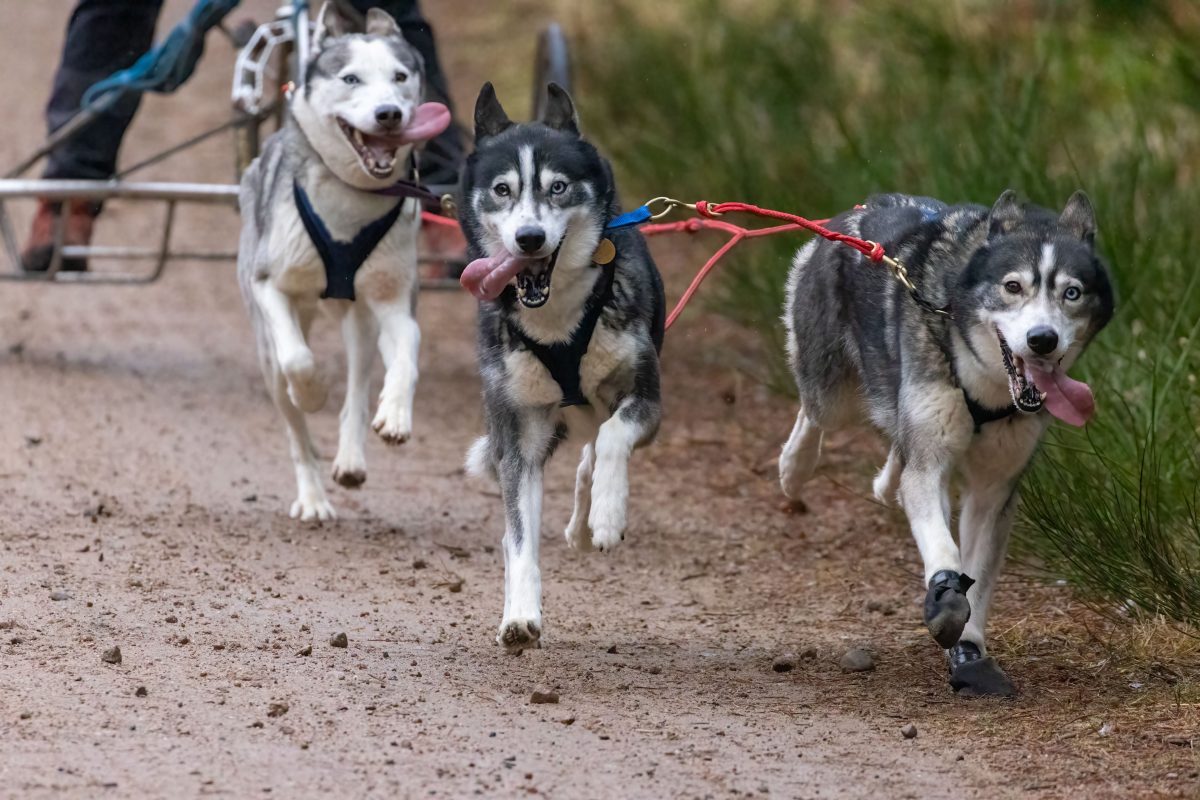 In Essen haben mehrere Huskys eine Katze getötet.