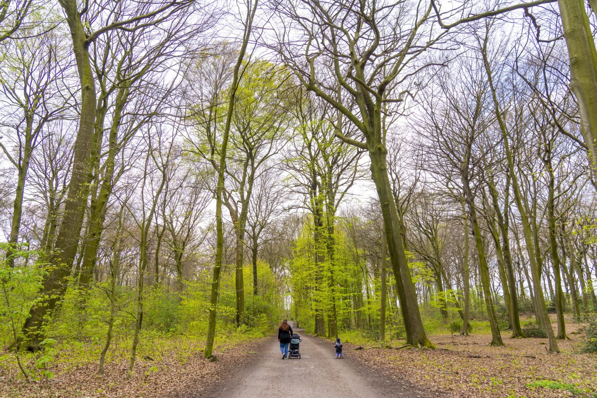 Mülheim: Pilz-Sammler macht erstaunlichen Fund.