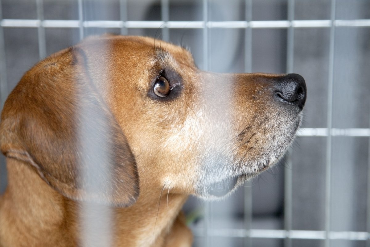 Ein Hund in NRW musste Schreckliches erleben. Nun wartet er auf eine neue Familie