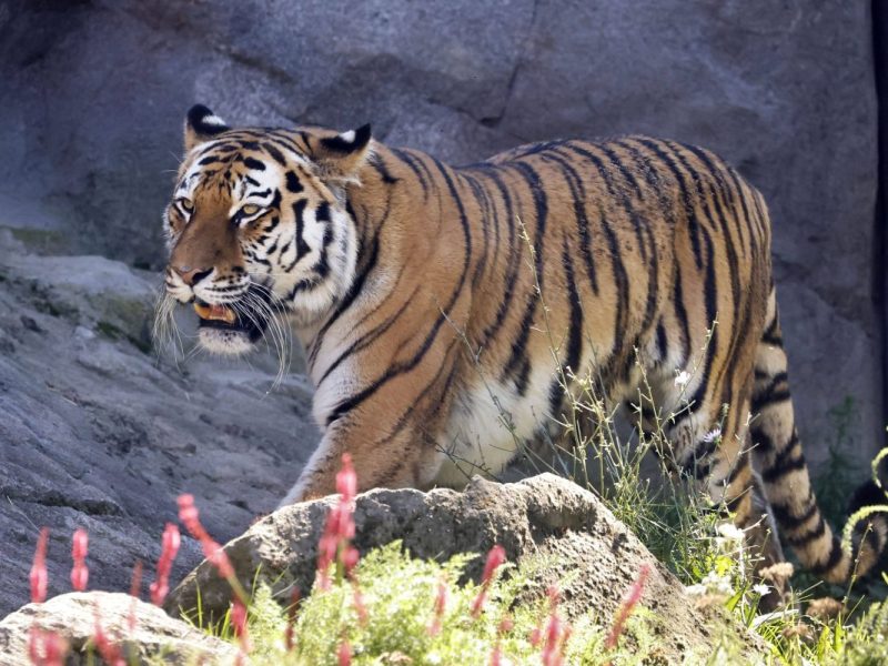 Tigerdame Katinka im Zoo Köln (NRW) im September 2023.