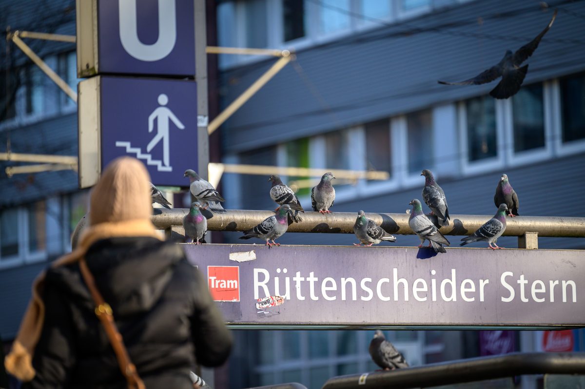 In Essen sind Anwohner auf 180, weil Tauben für viel Dreck sorgen.