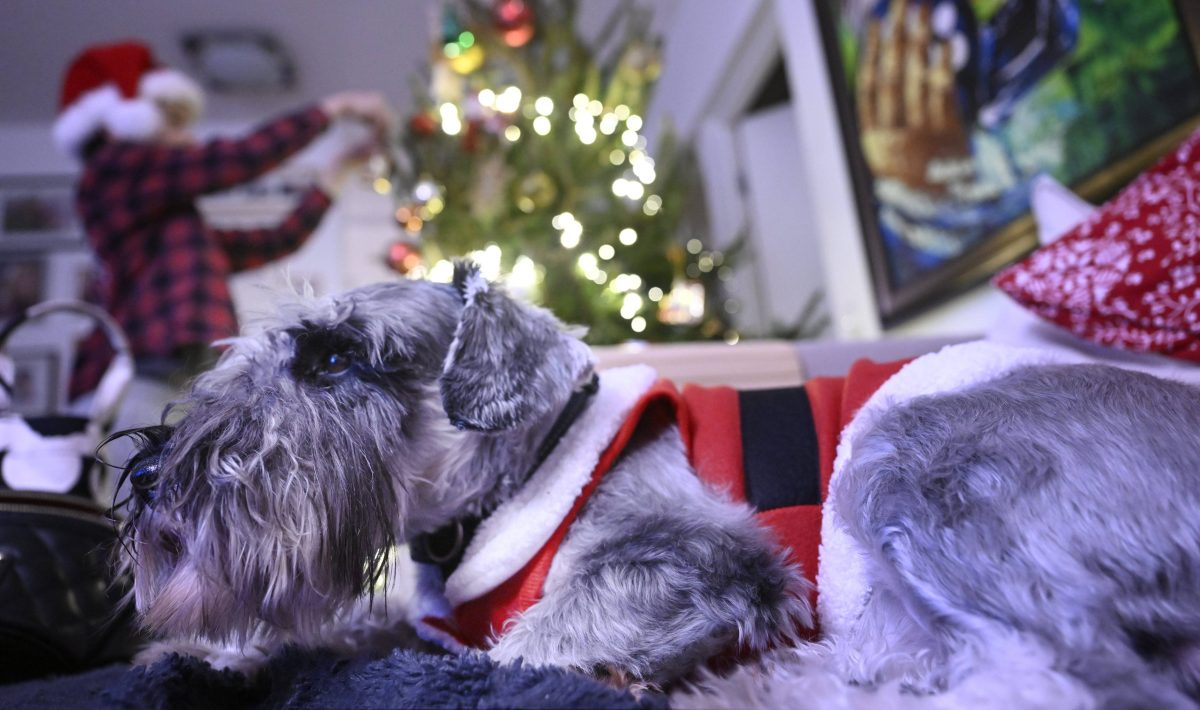 Hund Weihnachten