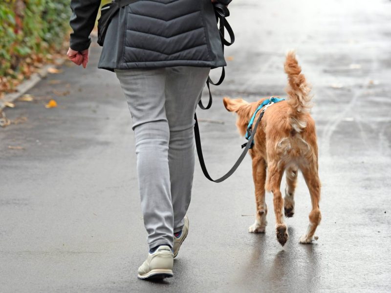 Für Hundehalter in Oberhausen könnte es bald richtig teuer werden.