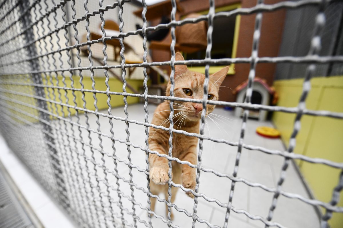 Das Tierheim Bochum meldet sich nach der Silvesternacht mit einer bewegenden Nachricht.