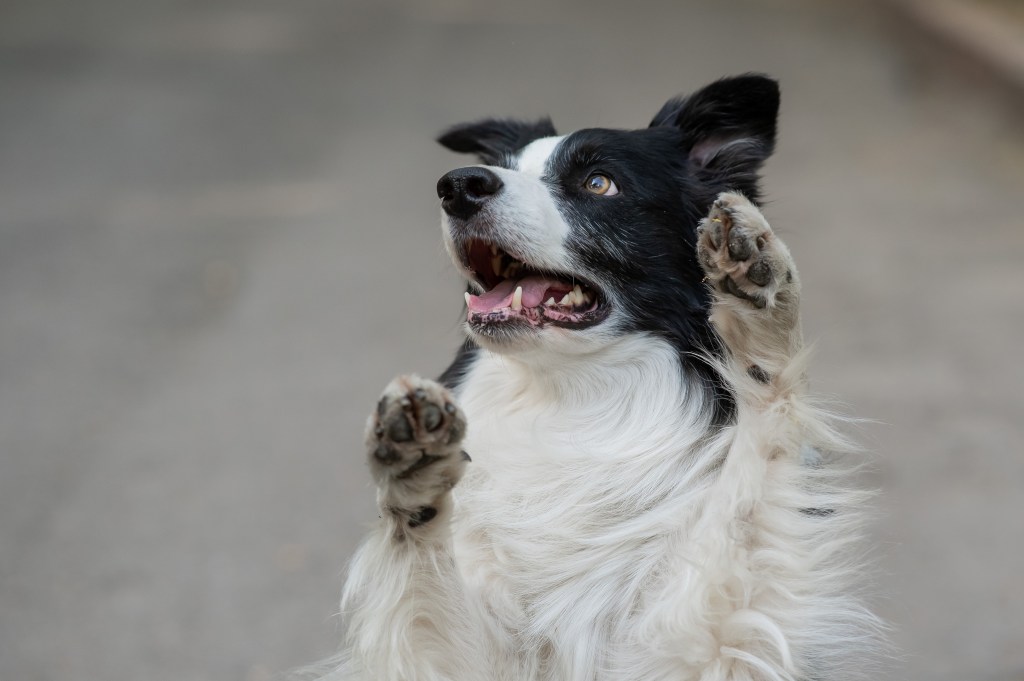 Hund mit gehobenen Pfoten.