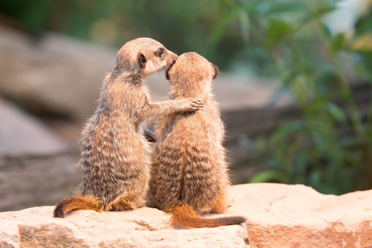 Im Zoo Wuppertal gibt es Neuzugänge, die es in sich haben.