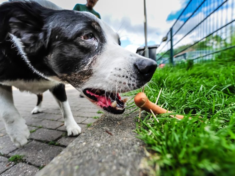 Hunde-Hasserin in NRW wird von Polizei geschnappt.