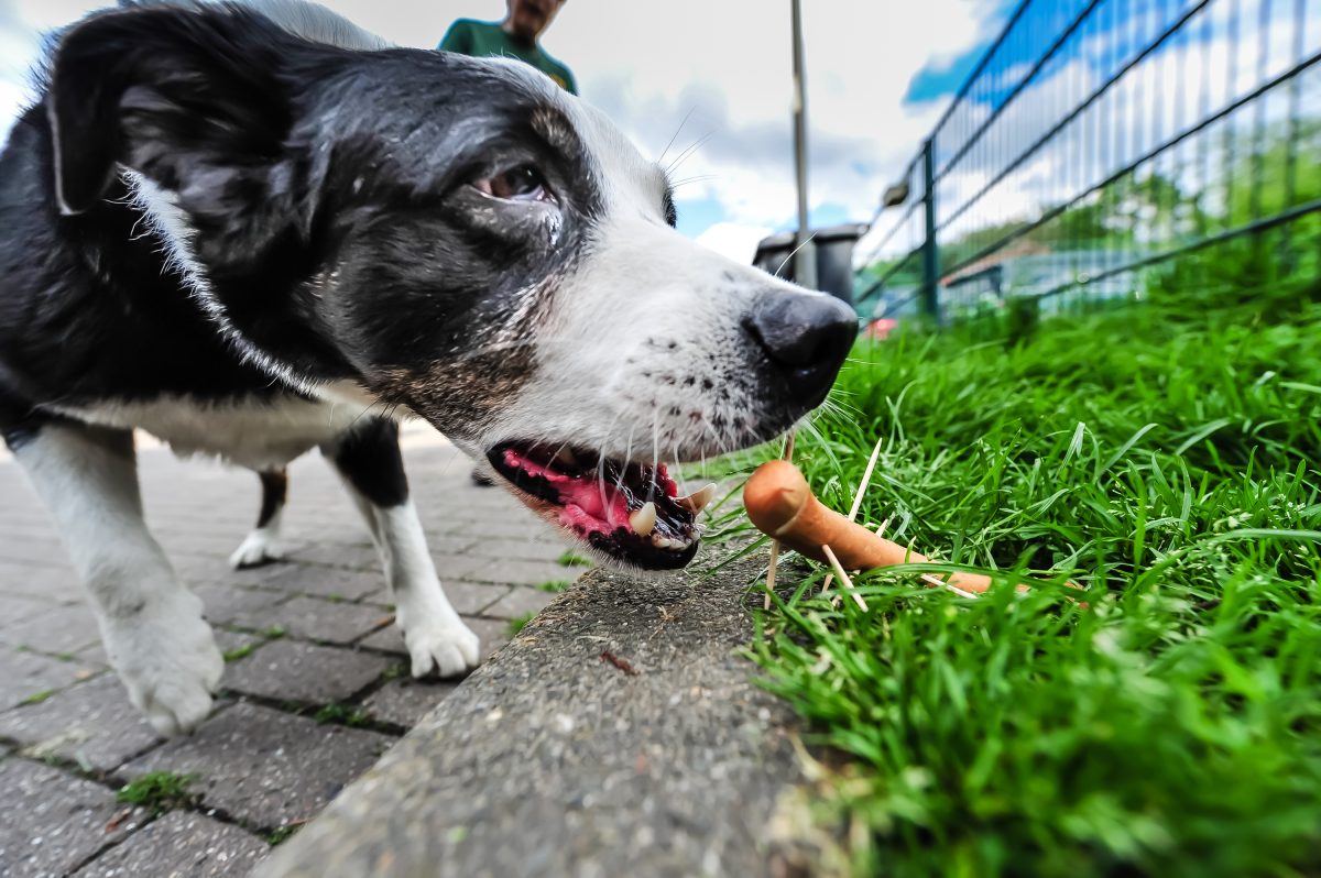 Hunde-Hasserin in NRW wird von Polizei geschnappt.