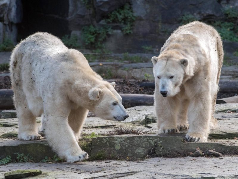 Tierpark Berlin Eisbären