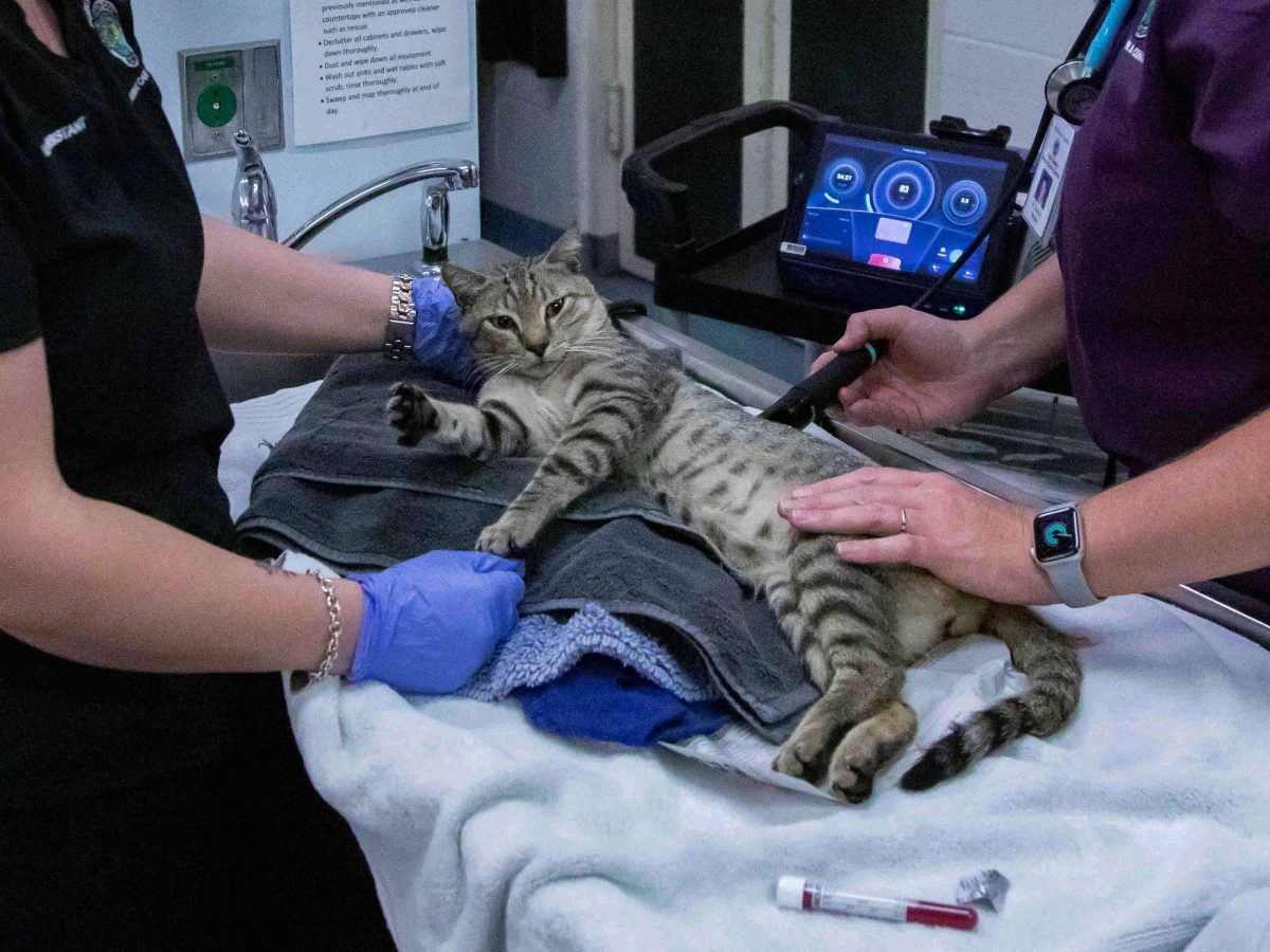 Tierheim in NRW: Katze macht RÃ¶ntgenbild unter Schmerzen