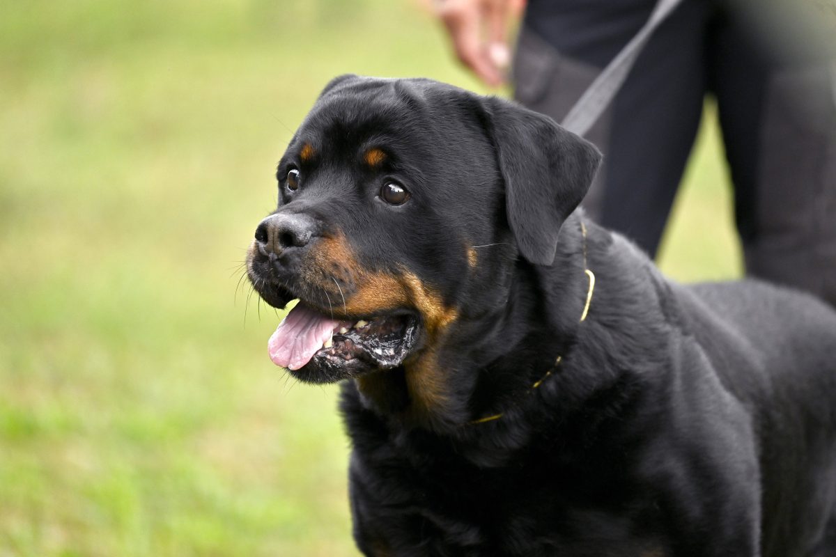 In Oberhausen sind die Hundehalter mehr als verärgert.