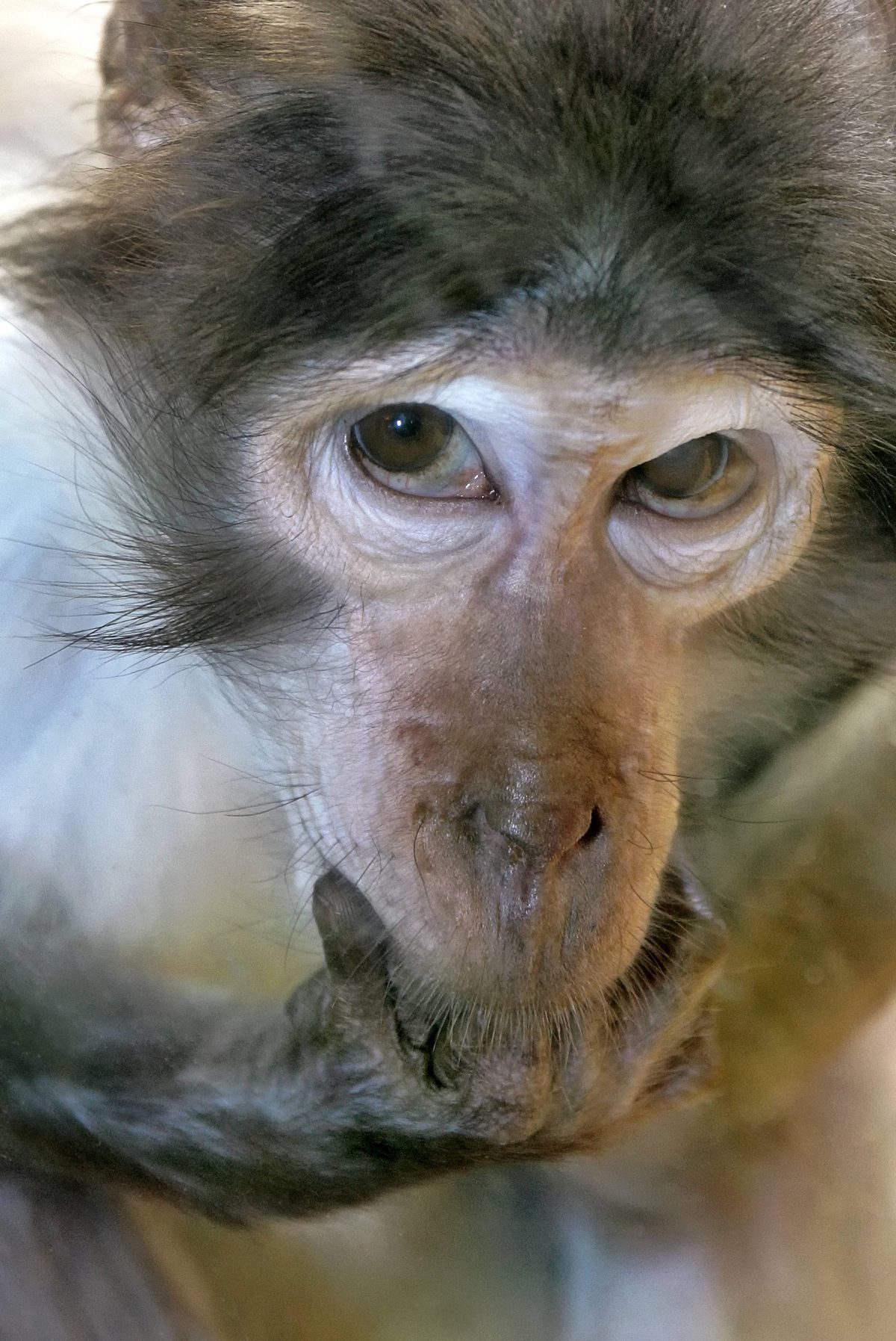 Im Zoo Duisburg herrscht ein Machtkampf zwischen zwei Affen.