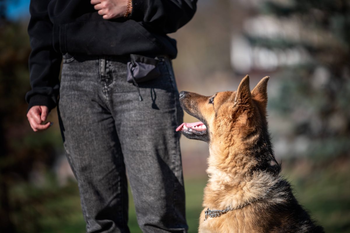 Hund in Duisburg soll einfach getötet werden.