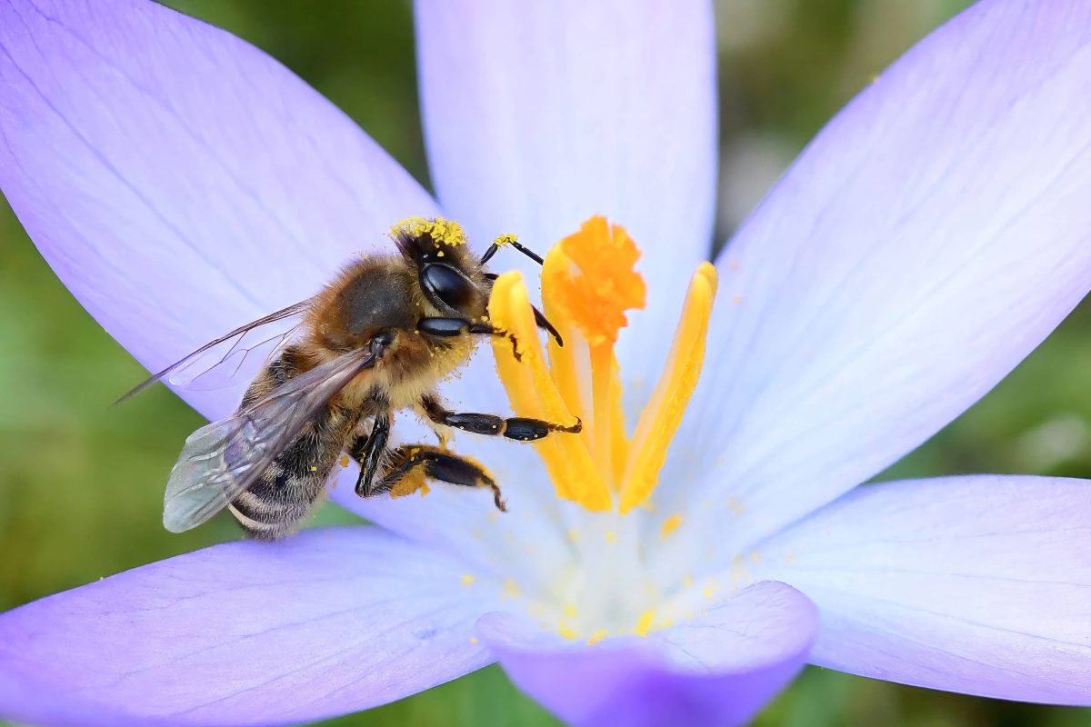 Wetter in NRW: FrÃ¼hlingsvorboten, milde Temperaturen und Regen im GepÃ¤ck