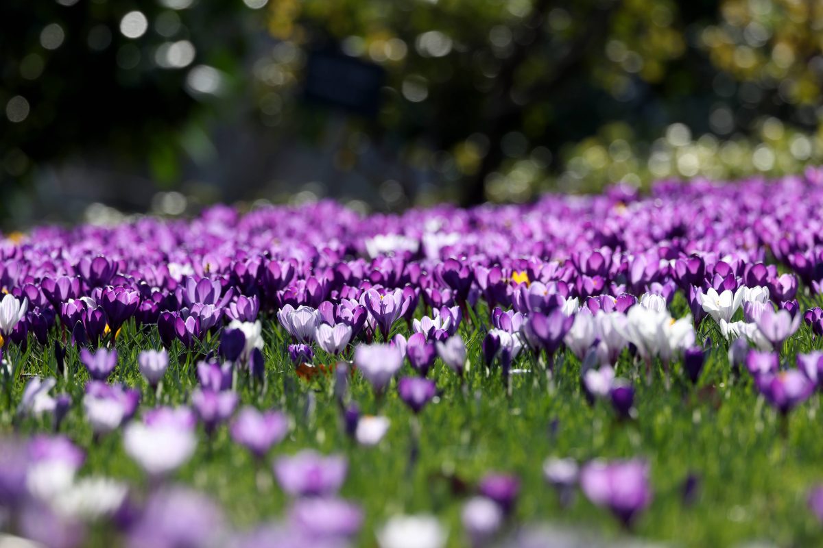 Das Wetter in NRW kÃ¶nnte kurz vor FrÃ¼hling nochmal wechselhaft werden.
