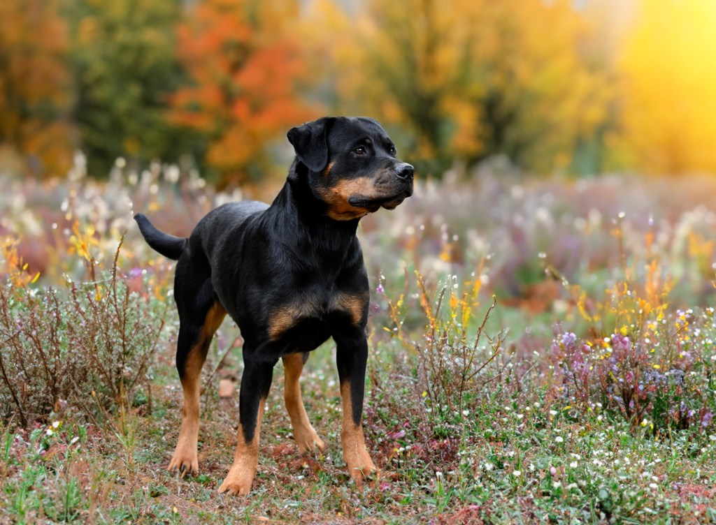 Hund in herbstlicher Blumenlandschaft.