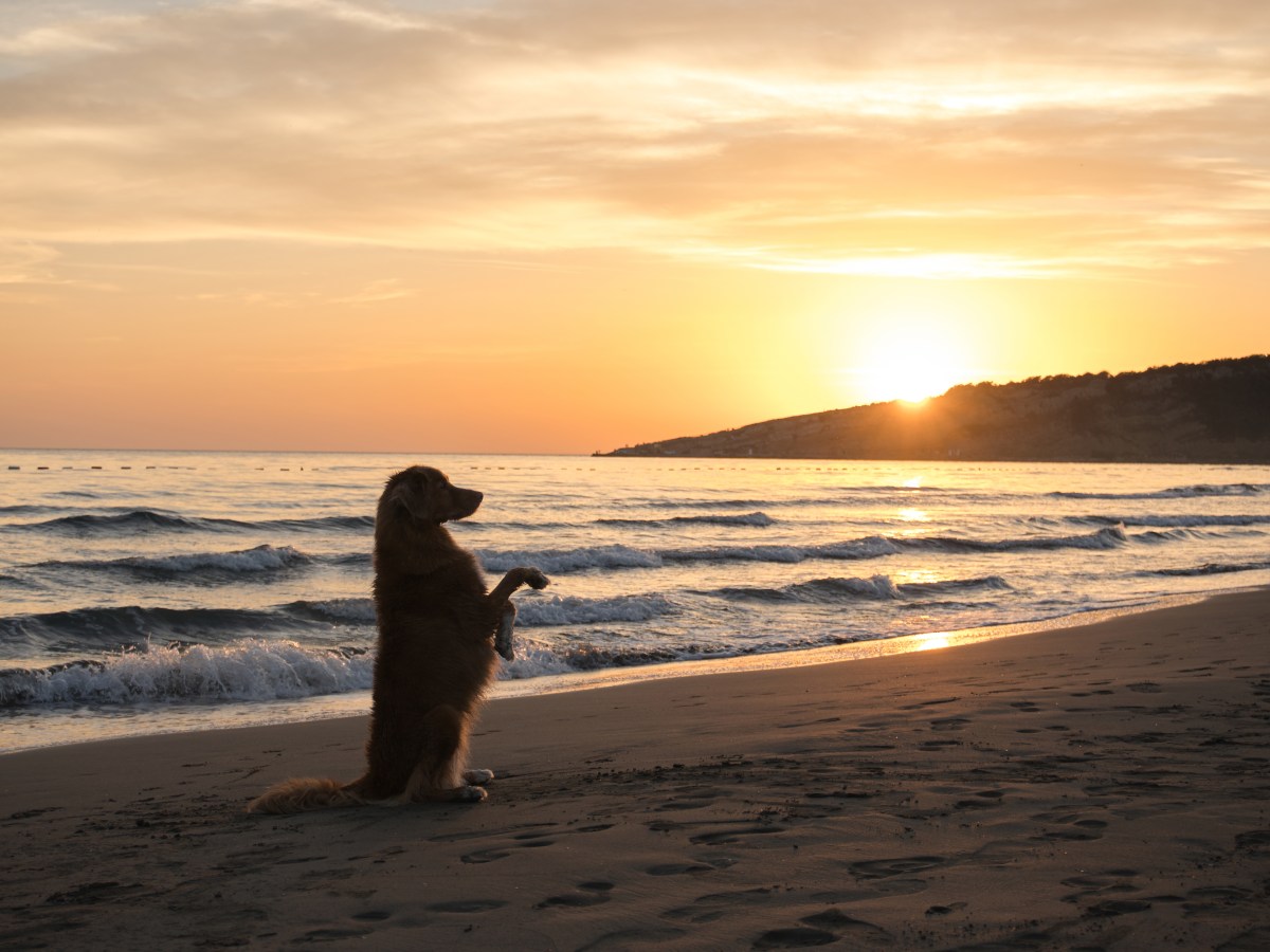 Perfekte GefÃ¤hrten: Welcher Hund passt zu welchem Sternzeichen?