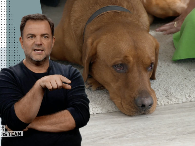 Martin Rütter steht bei Hunde-Problemen stets mit Rat und Tat zur Seite. Doch jetzt warnt der Hundeprofi vor einer bestimmten Situation...