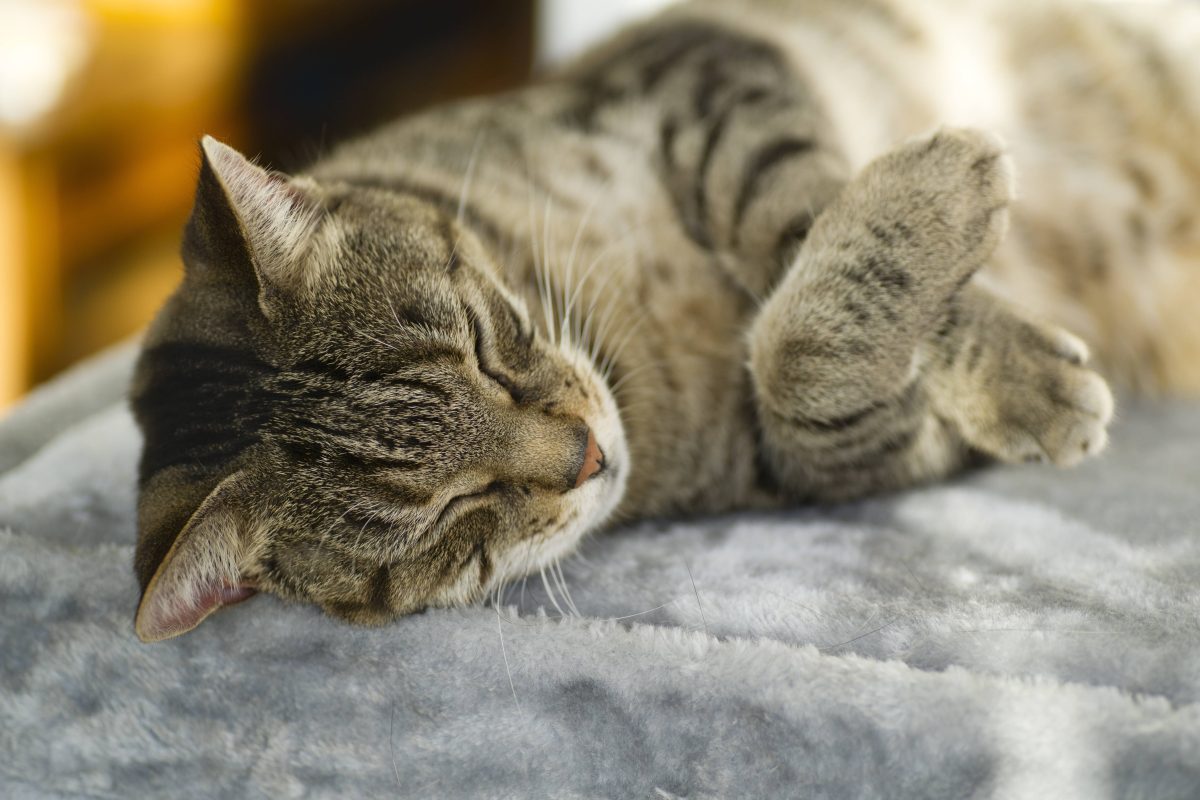 In einem NRW-Tierheim geht eine Katze total unter.