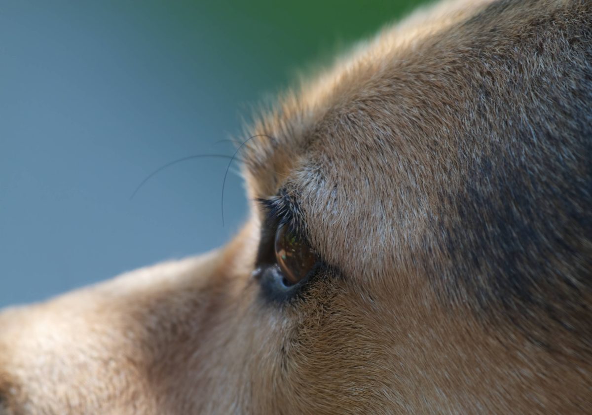 Die TierÃ¤rzte hatten keine Wahl, als dieser Hund blutÃ¼berstrÃ¶mt in ein NRW-Tierheim kam.