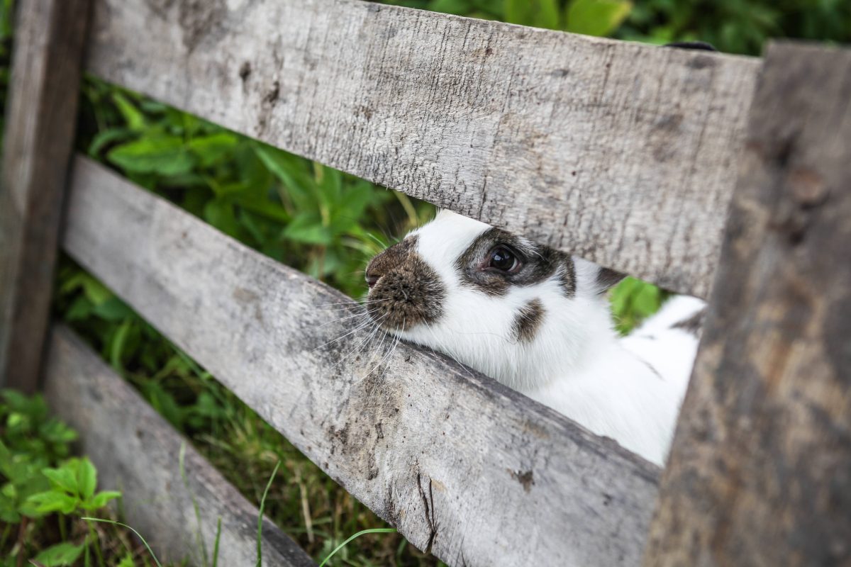 Ein Tierheim in NRW musste gleich drei Vierbeiner aufnehmen, die Hilfe benÃ¶tigen.