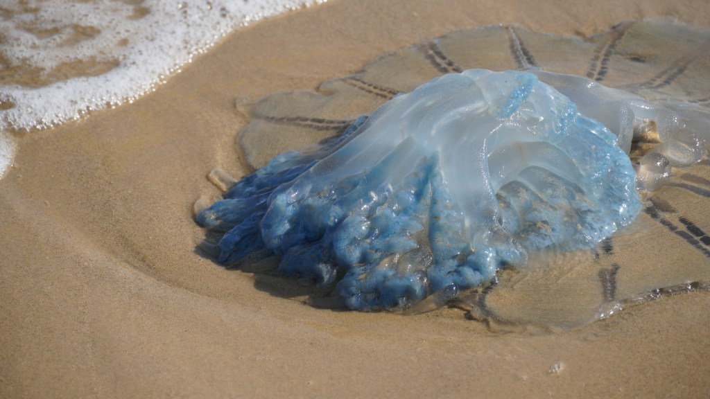 Rhopilema nomadica