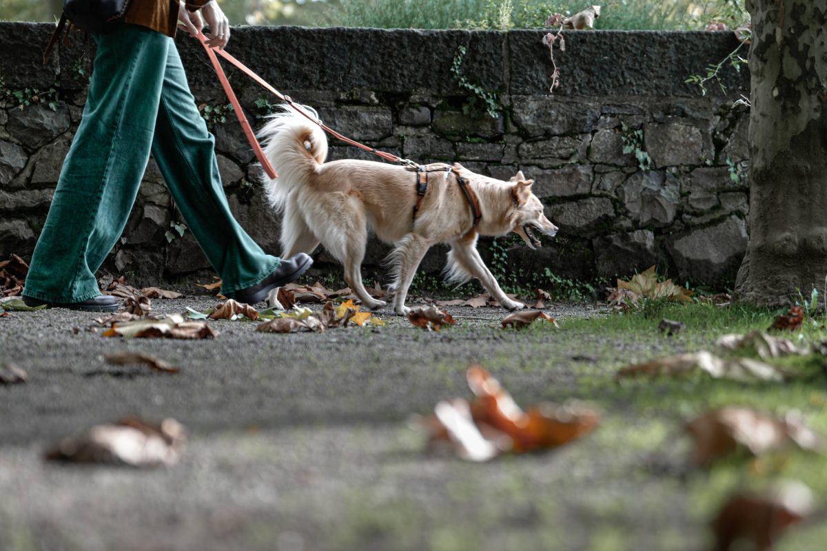 Hunde-Besitzerin aus NRW: AirTag löst Diskussion aus