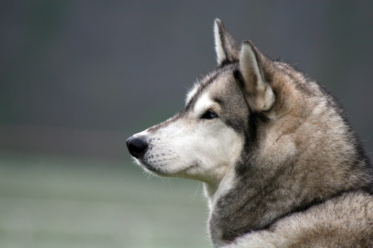 Das Tierheim aus NRW vermittelte einen Hund. Nun trauern sie um ihn.