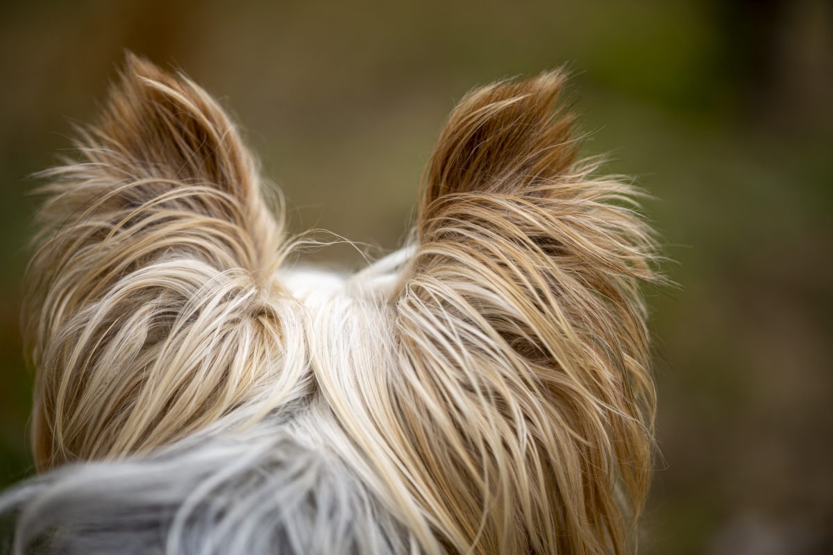 Dieser Hund in NRW lässt den Mitarbeitern des Tierheims keine Wahl.