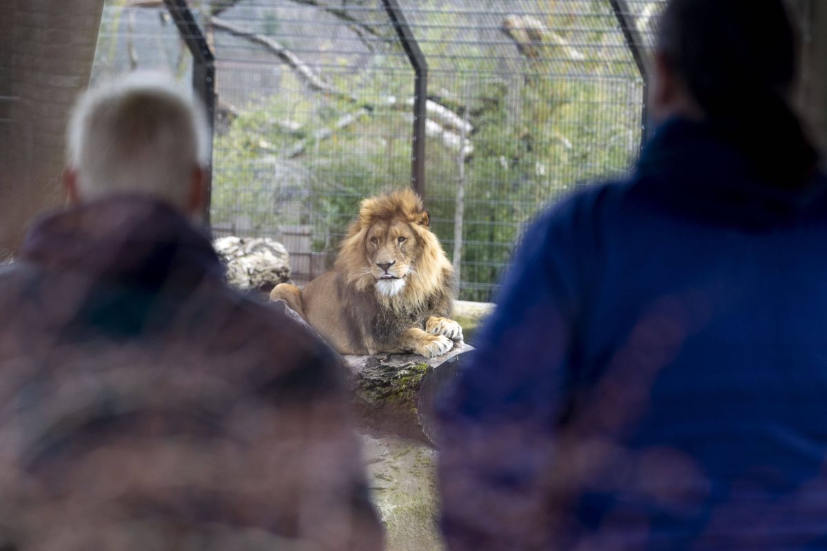 Zoo Duisburg Löwen