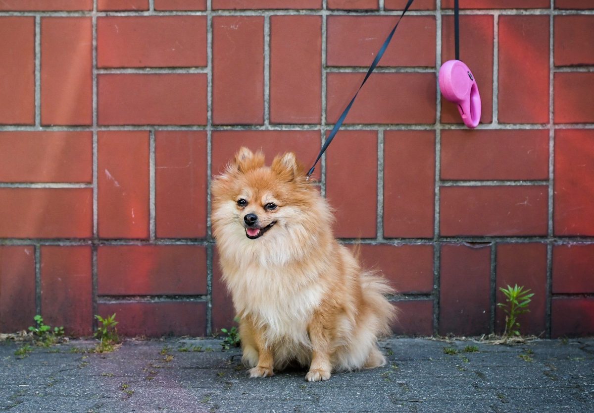 Hund in Dortmund