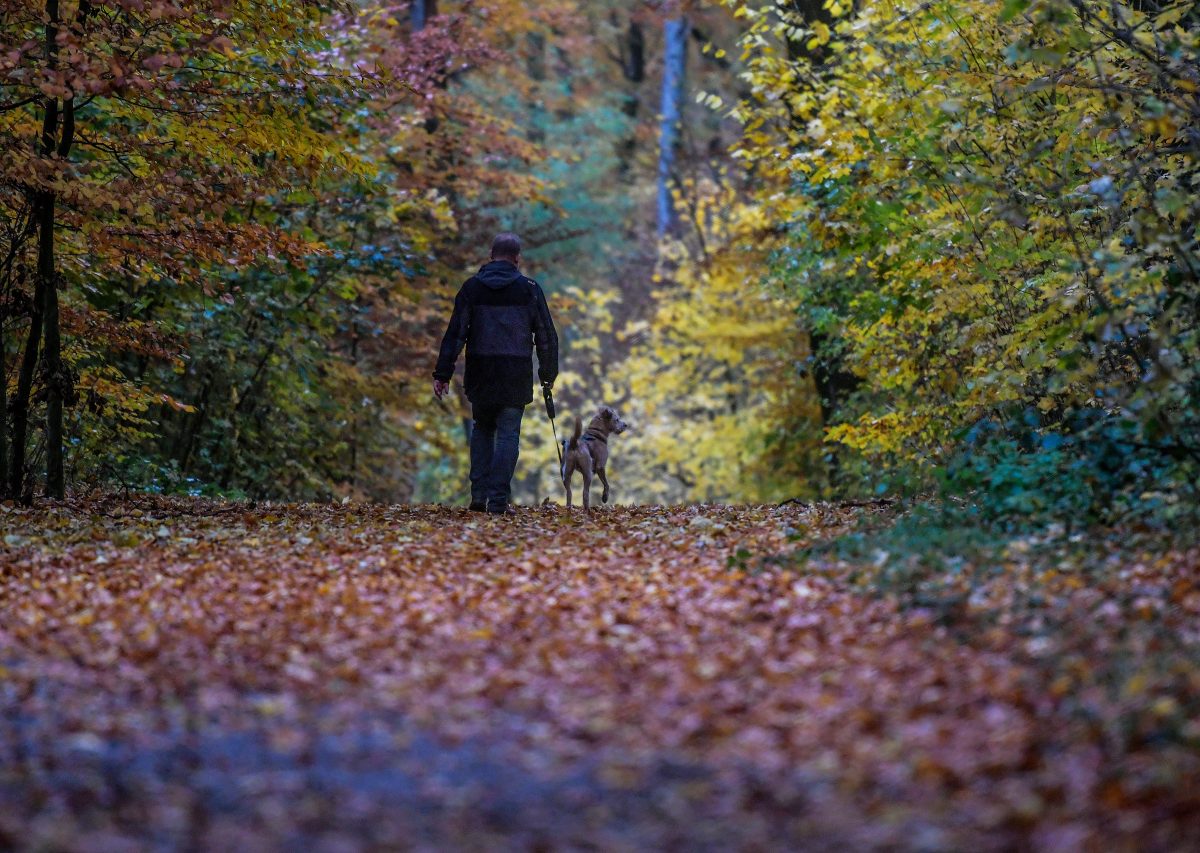 Ein Hund wurde bei einem Spaziergang in Essen schwer verletzt.