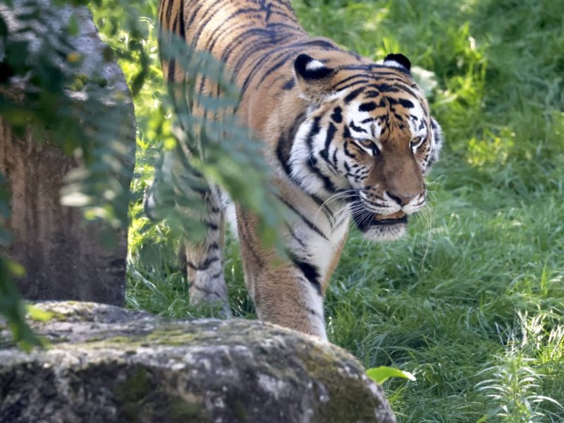 Im Kölner Zoo spielen sich aktuell besondere Szenen im Tiger-Gehege ab. (Archivfoto)