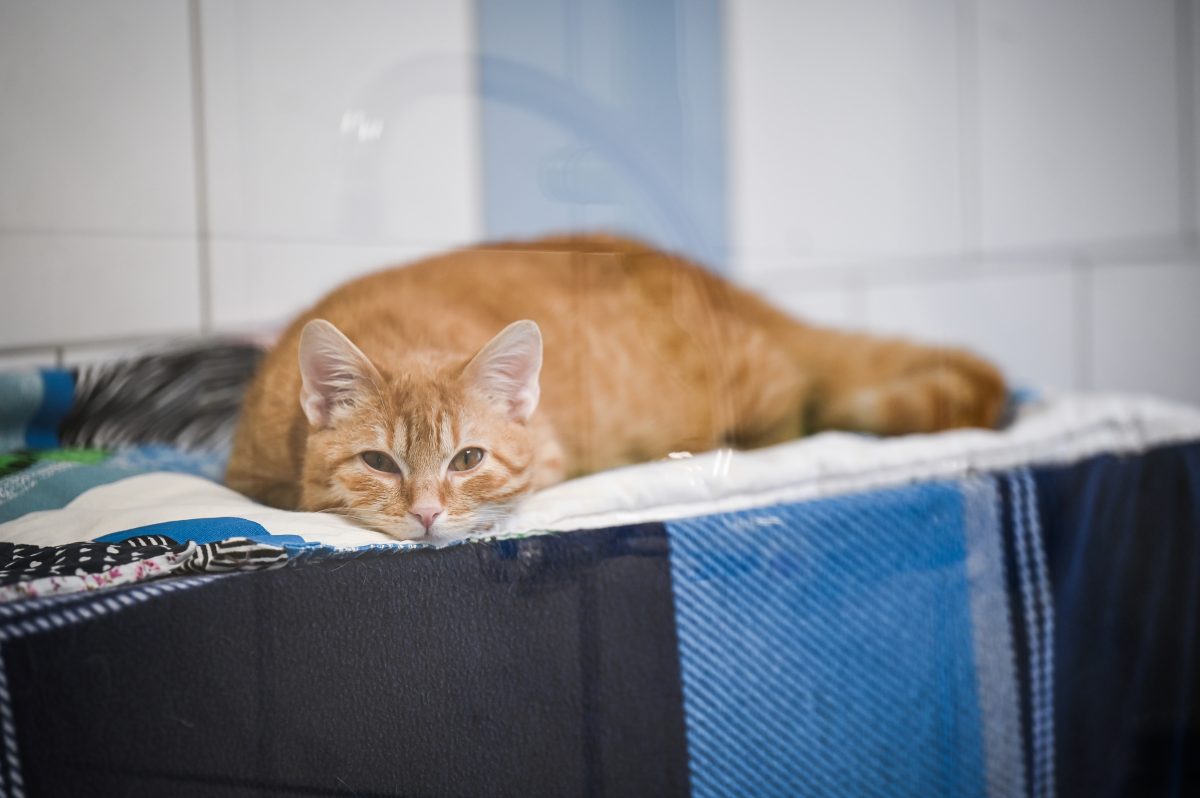 Im Tierheim Essen wartet ein Kater auf ein neues Zuhause. (Symbolfoto)