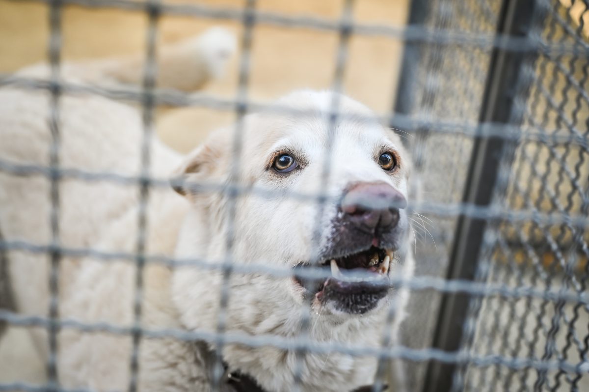 Hund in NRW auf Ebay verkauft